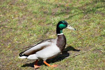 Mallard Duck
