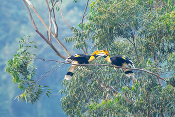 The great hornbill (Buceros bicornis) © Banu
