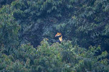 Obraz premium The great hornbill (Buceros bicornis)