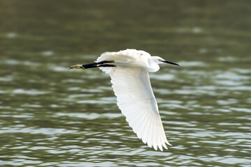 The little egret (Egretta garzetta)