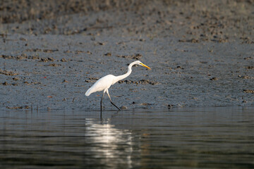 The great egret (Ardea alba), also known as the common egret