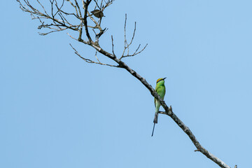 The Asian green bee-eater (Merops orientalis), also known as little green bee-eater