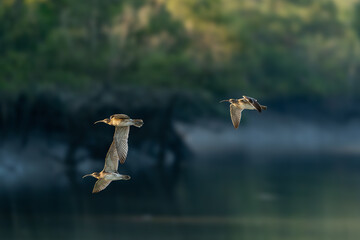 The Eurasian or common whimbrel (Numenius phaeopus), also known as the white-rumped whimbrel