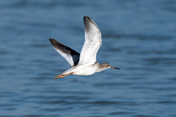 The common redshank or simply redshank (Tringa totanus)