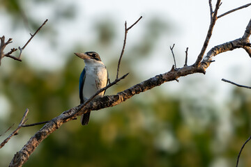 The collared kingfisher (Todiramphus chloris)