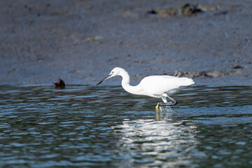 The little egret (Egretta garzetta)