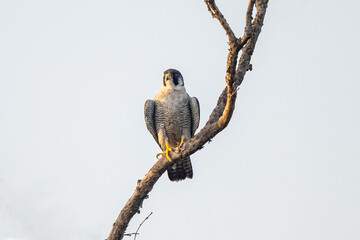 The peregrine falcon (Falco peregrinus), also known simply as the peregrine