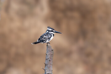 The pied kingfisher (Ceryle rudis)
