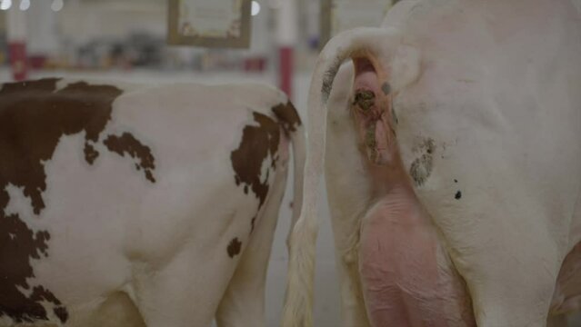 This video shows a close up, rear view of a large cow pooping.