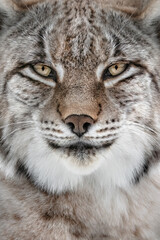 A Portait of a Lynx