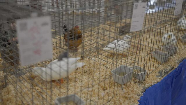 This panning video shows ducks and chickens in cages at a state fair competition display. 