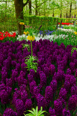 floral background - fresh spring lawn close up with hyacinth and tulip flowers