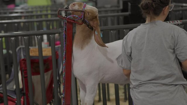 This video shows a goat getting being groomed by it's owner.