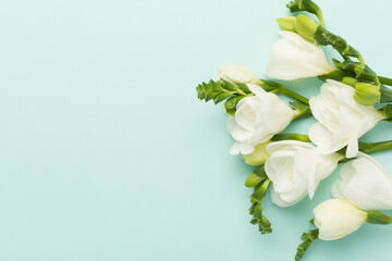 White freesia flower on color background, top view
