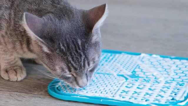 cute striped cat using lick mat for eating food slowly. snack mat, licking mat for cats and dogs