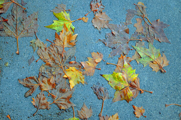 blue and yellow