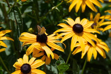 Female Sooty Copper (Lycaena tityrus) butterfly sitting on a yellow rudbeckia hirta flower in Zurich, Switzerland