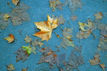 autumn leaves
