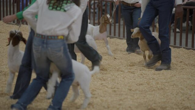 This video a parade of goats being lined up for judging at a state fair.