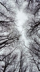 silhouette of a tree in winter