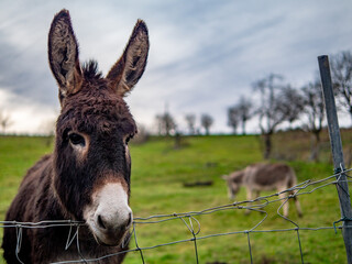 Junge Esel auf der Weide