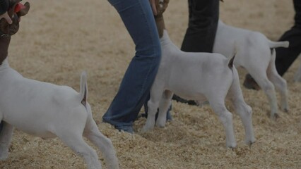 This video shows a close up, side view of handlers getting their goats prepped for judging at an animal competition.