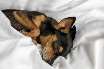 Prague Ratter (Prazsky krysarik) sleeps in a white bed.