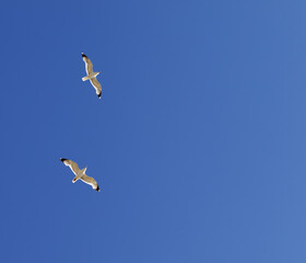 Fototapeta na wymiar Two seagulls hover in clear sky