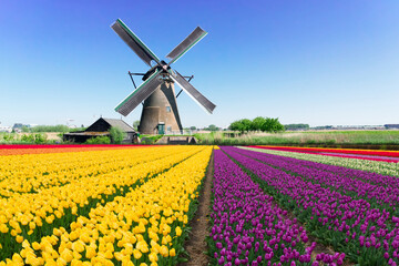 dutch windmill over yellow tulips field , Holland, retro toned - obrazy, fototapety, plakaty