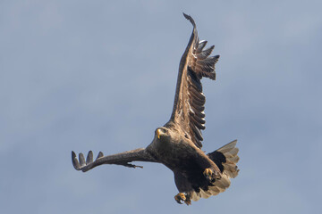 White-tailed eagle in flight