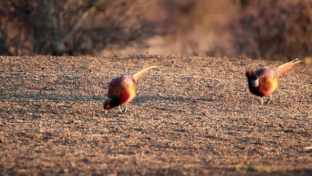 Two common pheasants are feeding in the field. They peck at the food. Beautiful feathers and a long tail.