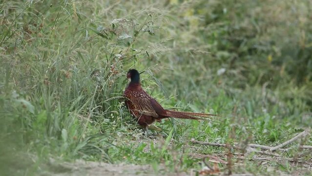 An ordinary pheasant is eating grass in the field. Beautiful brown feathers and a long tail. Video from Phasianinae.