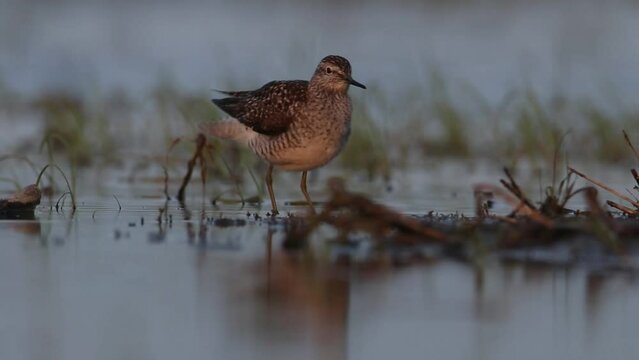 The wood sandpiper stands on the shore and cleans its feathers with its beak. A beautiful video with a wader.