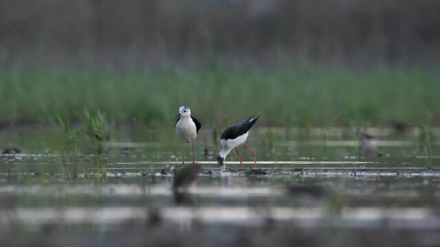 A pair of black-winged stilt walkers on a shallow bay. They're cleaning feathers. There are sandpipers in the foreground. Male and female. Video with himantopus himantopus.