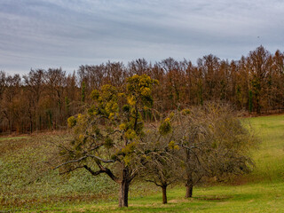 Viele Misteln auf einem Obstbaum im Winter