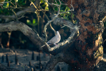 The Eurasian collared dove, collared dove or Turkish dove (Streptopelia decaocto)