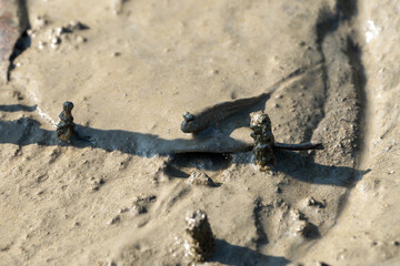 Mudskippers of the Sundarbans.