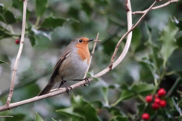 A Eurasian Robin (Erithacus rubecula) amongst holly leaves and berries