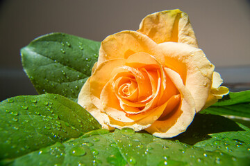 Dew-Kissed Elegance: Radiant Rose in Morning Light