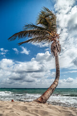 A solitary palm tree gracefully bows toward the vast expanse of the azure ocean