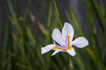 Close-up image of an African iris in vivid details with green background