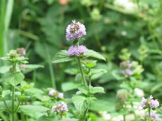 Water Mint flowers (Mentha aquatica)