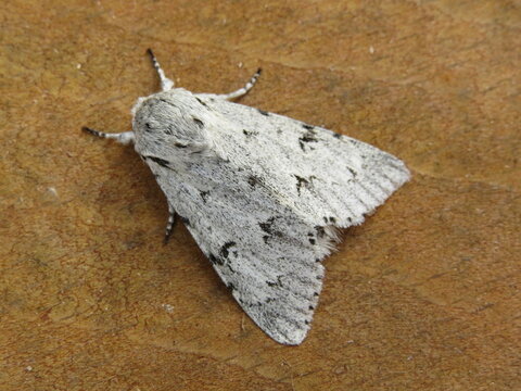 The Miller moth (Acronicta leporina)
