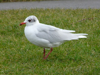 Mediterranean Gull (Ichthyaetus melanocephalus) in winter plumage, seen on the UK coast