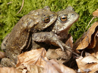 Courting Common Toads (Bufo bufo) in the British Countryside