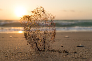 Seaweed Carcasses Dance in the Sunset Glow