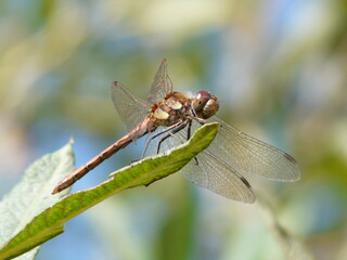 Common Darter dragonfly (Sympetrum striolatum)