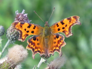 Obraz premium Comma Butterfly (Polygonia c-album) on a sunny day