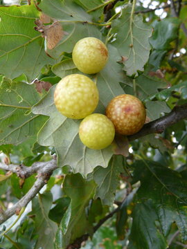 Oak Cherry Galls caused by a gall wasp Cynips quercusfolii