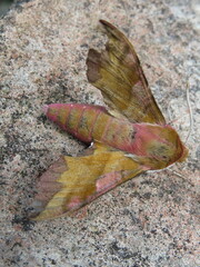 Small Elephant Hawk-moth (Deilephila porcellus)
